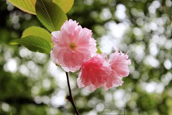 1553144128544557.jpg 樱花2 副本.jpg