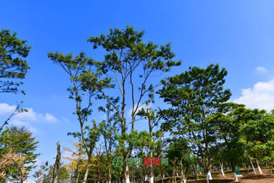 武汉白求恩纪念馆