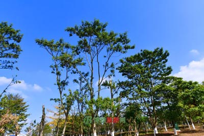 石瑛旧居