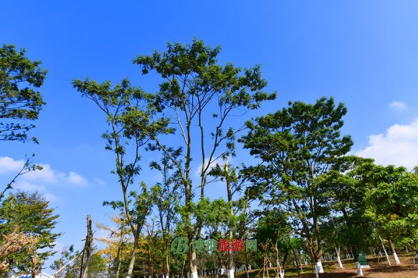 大墩（团墩）遗址