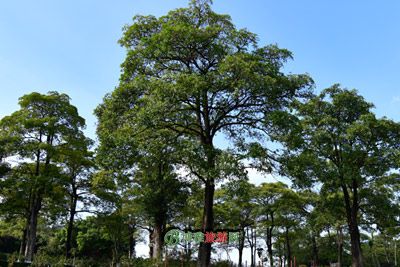 博学中学旧址