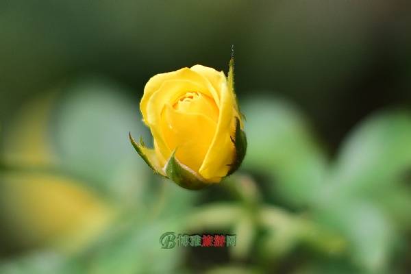木兰玫瑰园